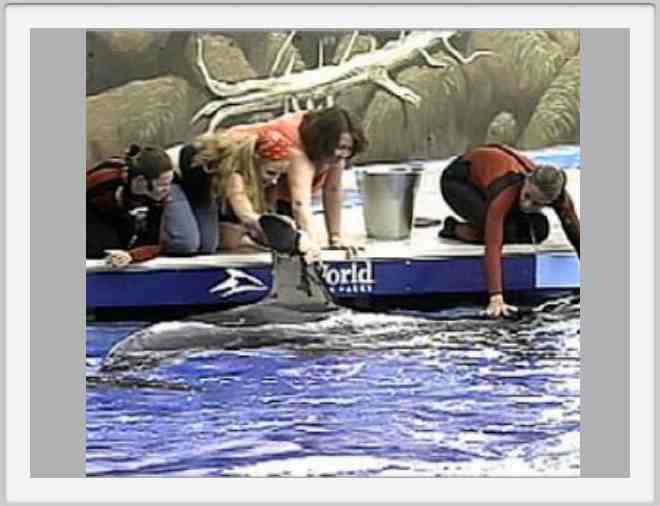 touching shamu
